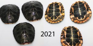 2021 spotteds copy.jpg