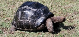 Aldabra D.jpg