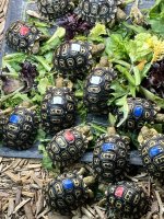 thumbnail_IMG_7395.jpg