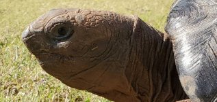Aldabra C.jpg