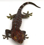Tokay.jpg