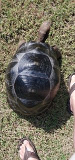 Aldabra E.jpg