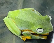 flyingfrog.jpg