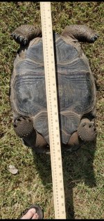 Aldabra A.jpg