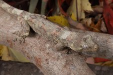 Guano - 4.jpg