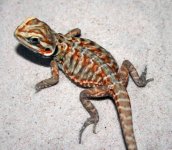 dragon 006.jpg