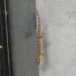 MourningGecko2.jpg