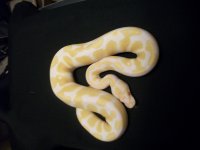 Male for sale120710 pic2.jpg