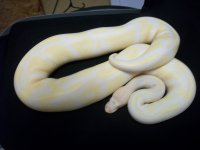 Adult male for sale pic2.jpg