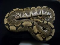 Male spider for sale 120710.jpg