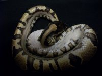 Yellow belly male 120710 pic1.jpg