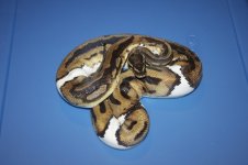 IMG_5240.jpg