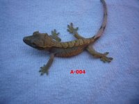 Crested#4.jpg