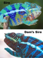 CaptainSpauldingxBehindBlueEyesClutchPhoto.jpg