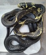 IMG_4129.jpeg