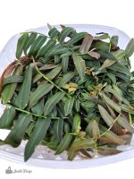 marcgravia_umbellata_pink_2_qt_rooted_cuttings_plant1142-2_1.jpg