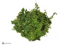 marcgravia_sp._-_narrow_leaf_2_qt_rooted_cuttings_plant1140-1.jpg