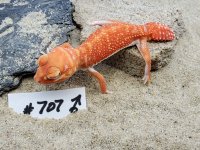 Albino Male #707, 10g 3-15.jpg