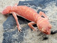 Albino Male 707, 10g.jpg