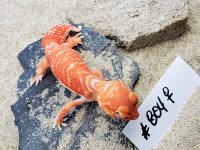 Female #804, 12 grams.jpg