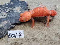 Albino Female #804, 14g.jpg
