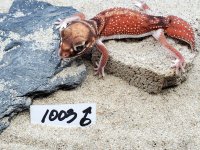 Het Albino Male #1003, 11g.jpg