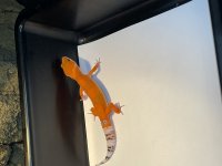 AFFE4DFD-6551-4BBD-8637-9C7A4C1AA500.jpg