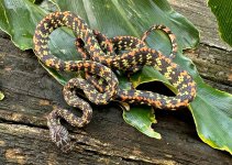 Siphlophis cervinus - for sale.jpg