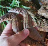 PygmyMulgaMonitorPair2.jpg