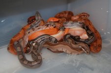 DSC_0209.jpg