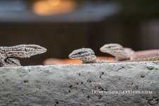 IMG_8392.jpg