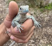 Blue Lewisi Hatchling resize.jpg