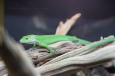 IMG_6571.jpg