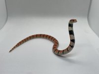IMG_7063.jpg