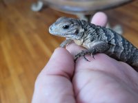 cyclura5.jpg