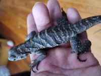 cyclura6.jpg