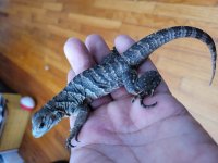 cyclura7.jpg