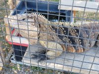 cyclura2.jpg