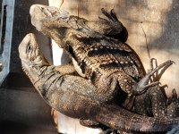 cyclura4.jpg