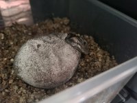cyclura3.jpg