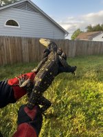 croc1.jpg