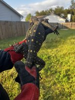 croc3.jpg