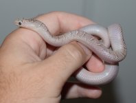 DSC_0350.jpg