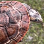 085D3966-9C9C-4F00-8448-8EC0DE5BA5C4.JPEG