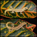 Mourning Gecko comp.jpg