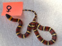 2022 Annulata - female.jpg