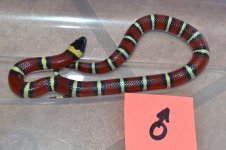 2022 Annulata - male.jpg