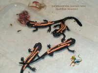 laoensisnewt.jpg
