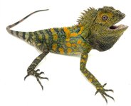 Chameleon Dragon Gonocephalus chamaeleontinus copy.jpg