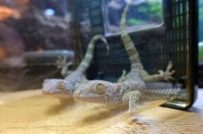 tokay females tank C (1).jpg tokay females tank C (1).jpg